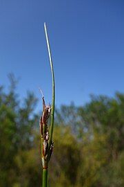 Flowering head