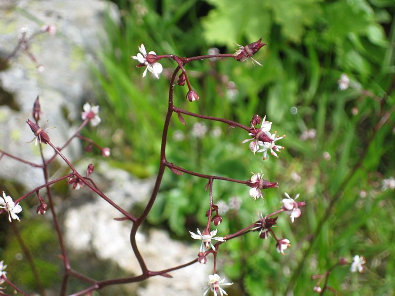 File:Saxifraga odontoloma 002.JPG