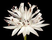 Flower from the species Schoenolaena juncea.