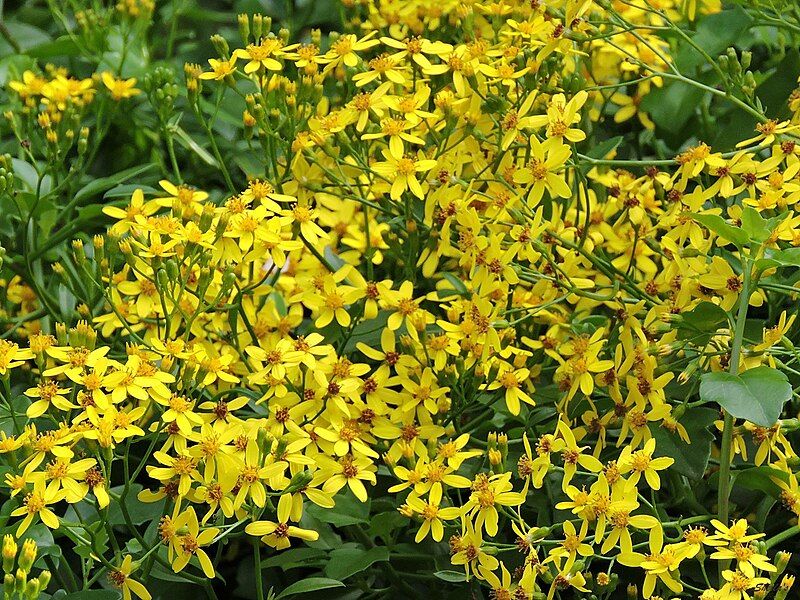 File:Senecio angulatus flowers.jpg