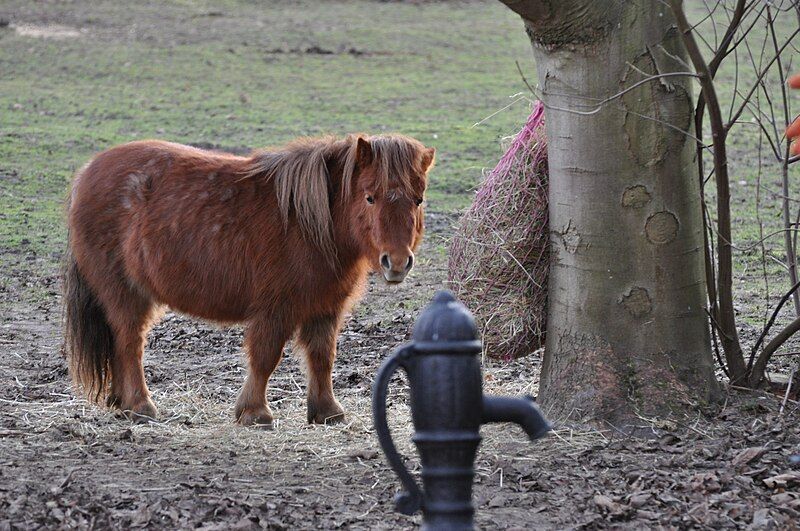 File:Shetland Pony1.jpg