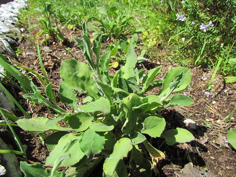 File:Silene Tomentosa plant.jpg