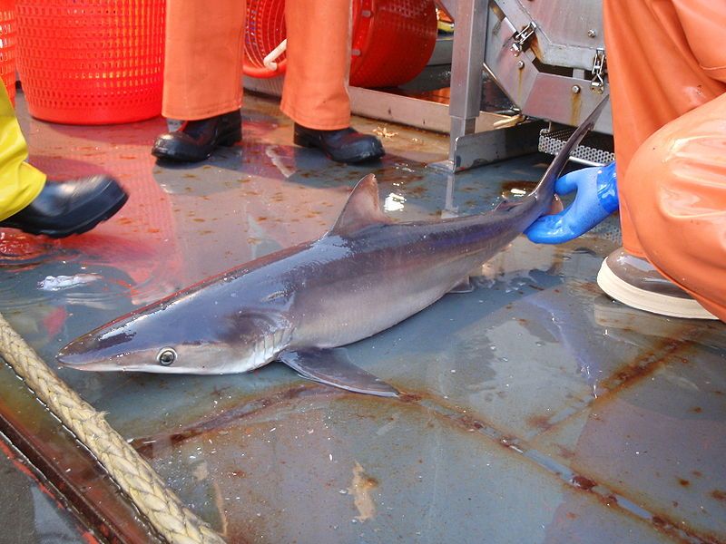 File:Silky shark esb.jpg