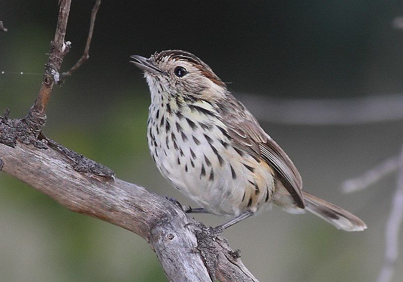 File:Speckeld warbler.jpg