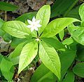 Trientalis borealis