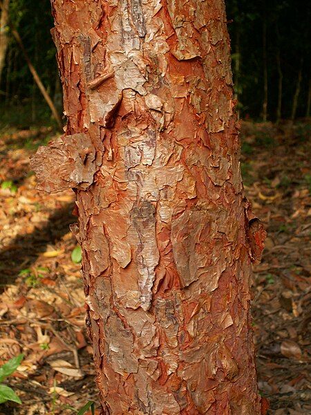 File:Syzygium gratum trunk.JPG