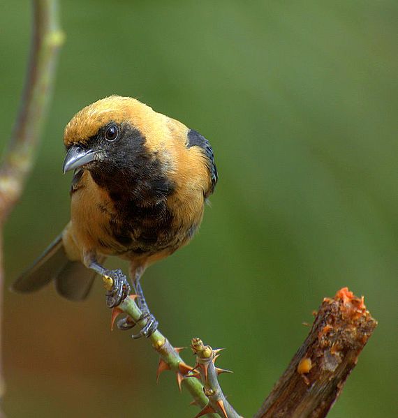 File:Tangara cayana.jpg