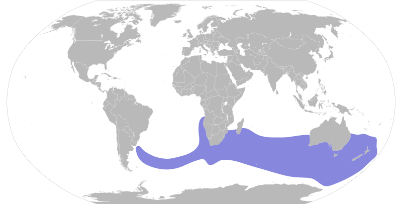 File:Thalassarche steadi map.svg