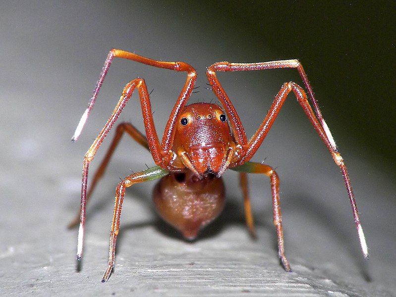 File:Thousand Hands (Spider).jpg