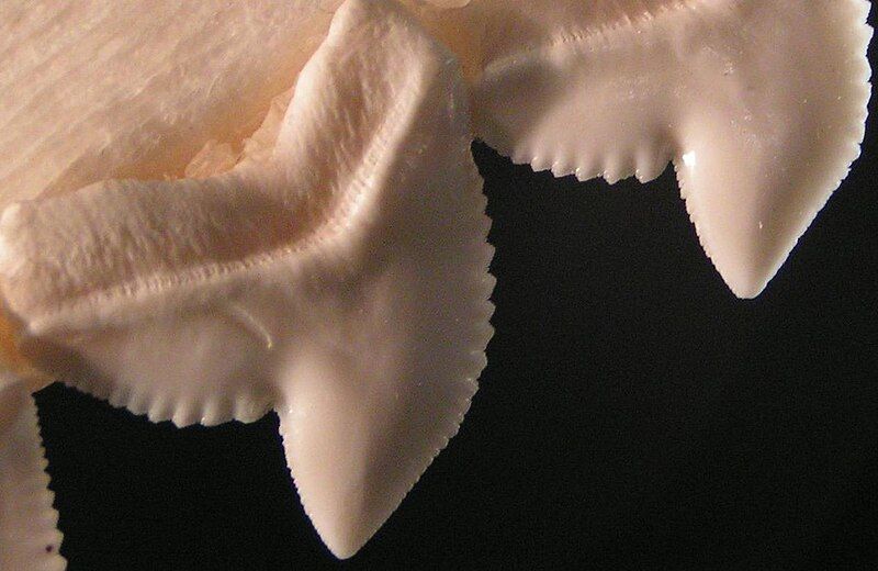 File:Tiger shark serration.jpg