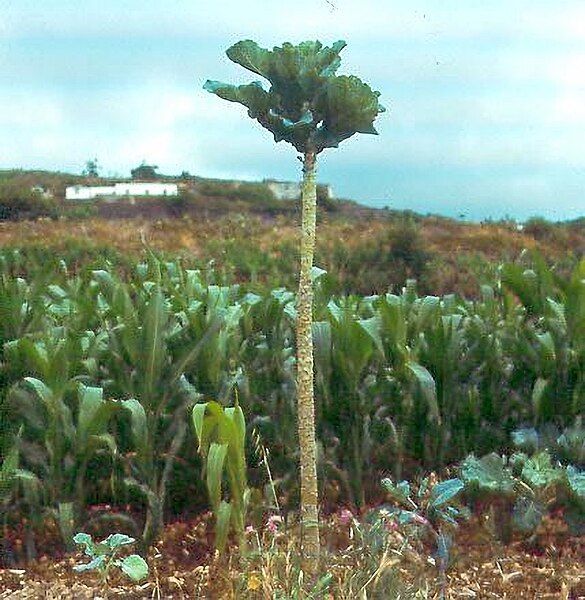 File:Tree cabbage.jpg