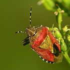 Adult. Red specimen