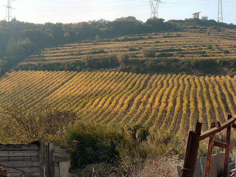 File:Vinha em Bucelas.JPG