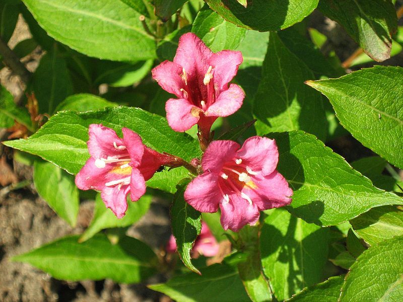 File:Weigela fujisanensis 4.jpg