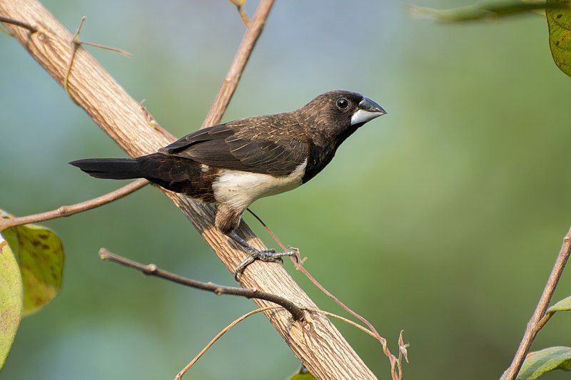 File:White-rumped Munia 13.jpg