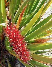 Xeronema callistemon at Ōtari