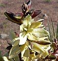 Yucca schidigera