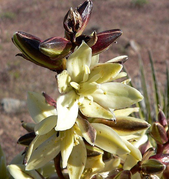 File:Yucca schidigera 4.jpg