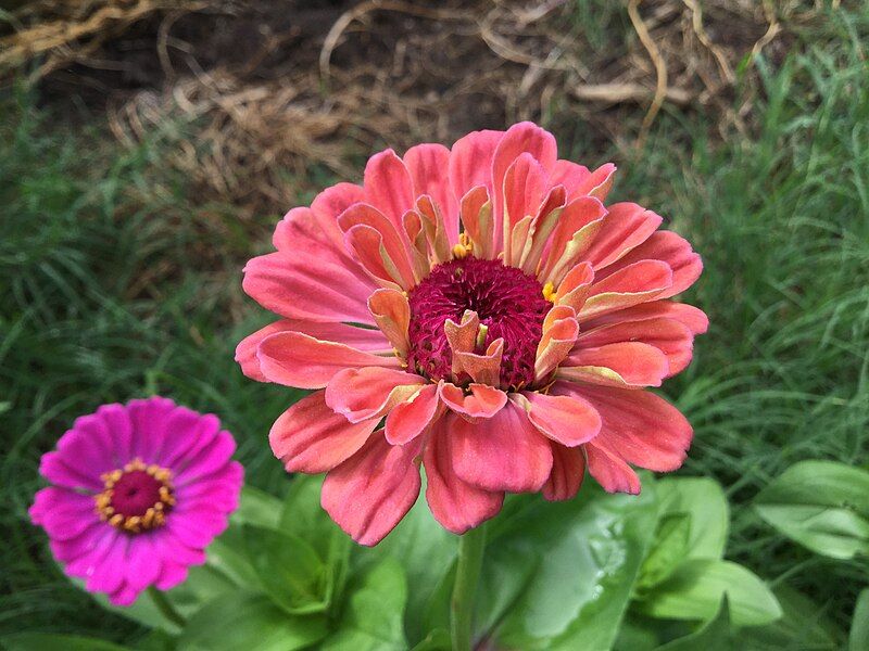 File:Zinnias in Oklahoma.jpg