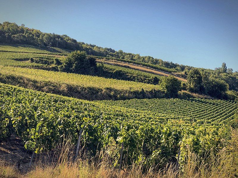 File:2020-08-07-epernay-vineyard.jpg