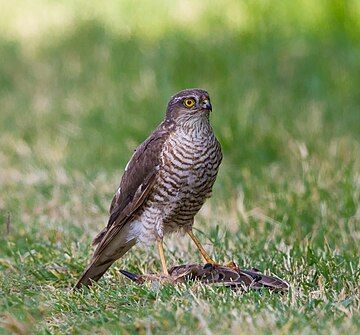 Eurasian sparrowhawk