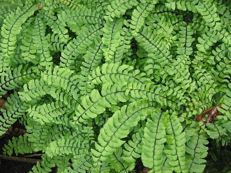 File:Adiantum pedatum02.jpg