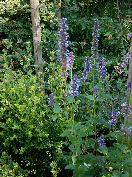 File:Agastache foeniculum01.jpg