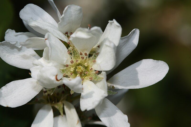 File:Amelanchier alnifolia 6350.JPG