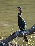 African darter