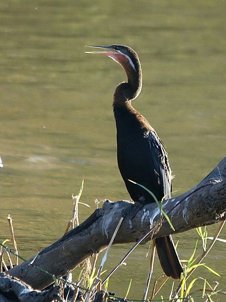 File:Anhinga rufa (Zambesi).jpg