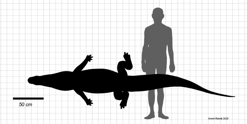 File:Australosuchus size.png