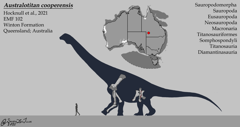 File:Australotitan cooperensis.png