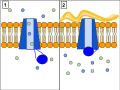 The CFTR protein is a channel protein that controls the flow of H2O and Cl- ions in and out of cells inside the lungs. When the CFTR protein is working correctly, as shown in Panel 1, ions freely flow in and out of the cells. However, when the CFTR protein is malfunctioning as in Panel 2, these ions cannot flow out of the cell due to a blocked channel. This causes Cystic Fibrosis, characterized by the buildup of thick mucus in the lungs.