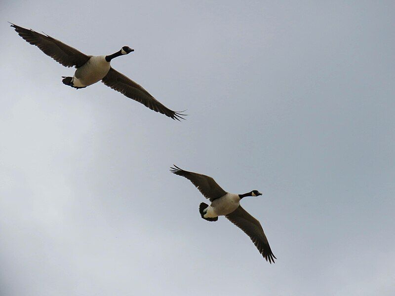 File:Canada geese, 2023-04-24.jpg