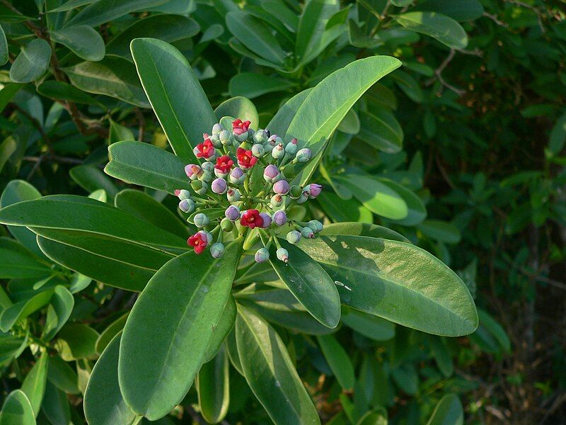 File:Canella winterana Guadeloupe.JPG