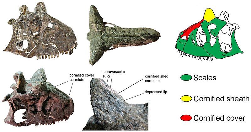 File:Carnotaurus skull.jpg