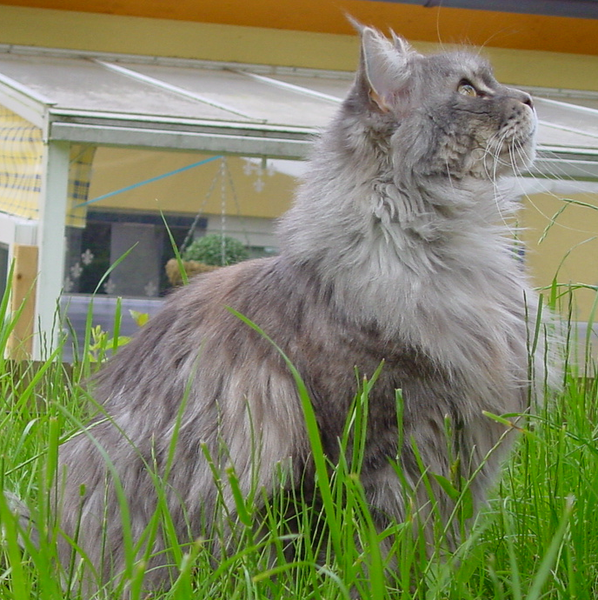 File:Cat-MaineCoon-Lara2.png