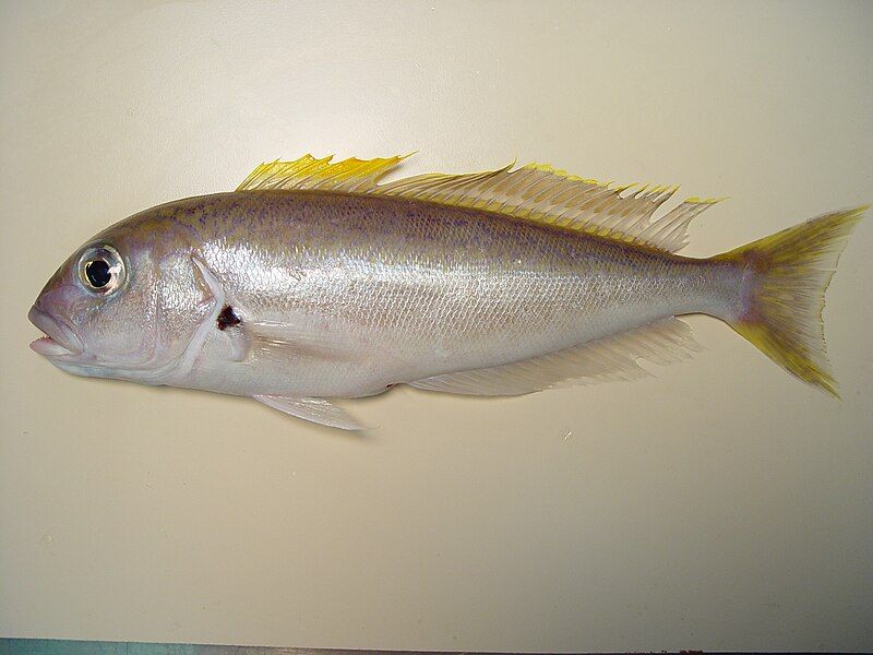 File:Caulolatilus cyanops.jpg