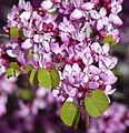 Cercis occidentalis