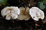 Characteristic pruina on cap of Collybia phyllophila