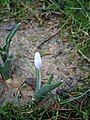 Colchicum hungaricum