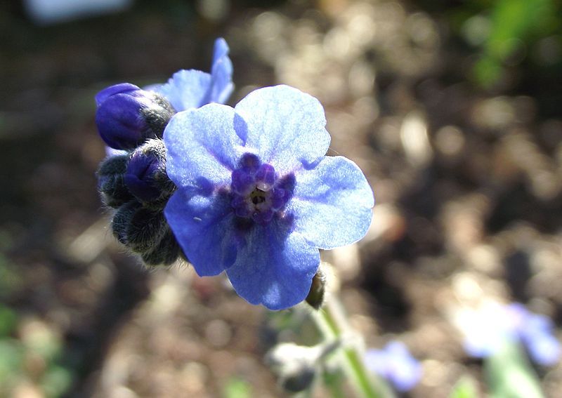 File:Cynoglossum amabile.jpg