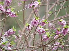 Daphne mezereum – deciduous