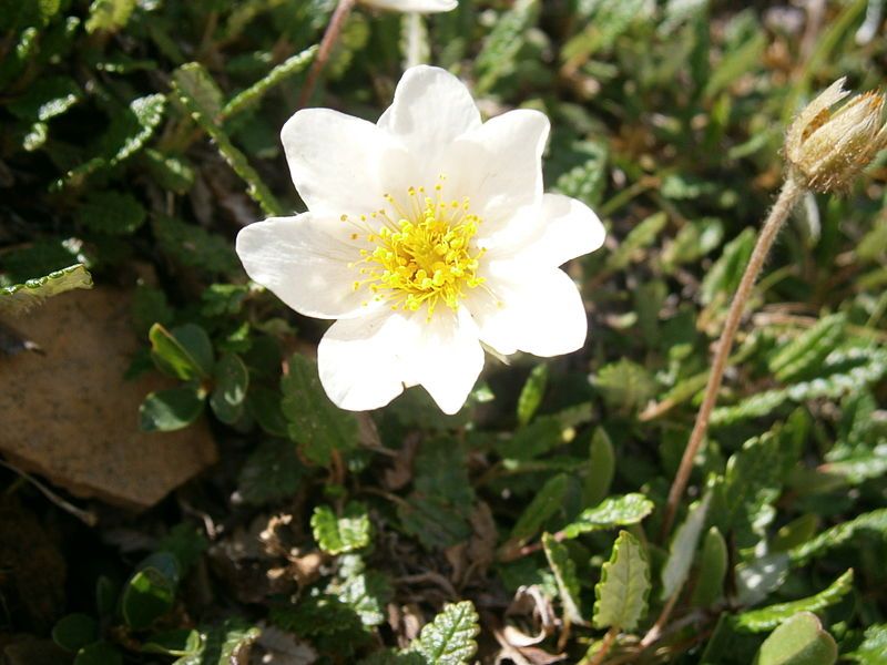 File:Dryas octopetala 003.jpg