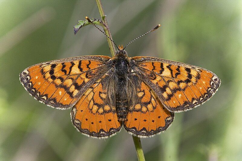 File:Euphydryas desfontainii.jpg