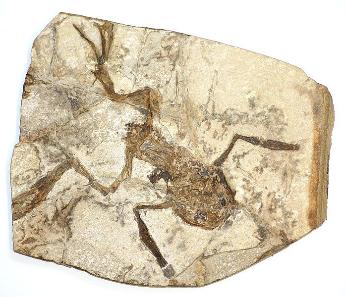 File:Fossilised frog.jpg