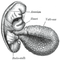 Human embryo of 2.6 mm.