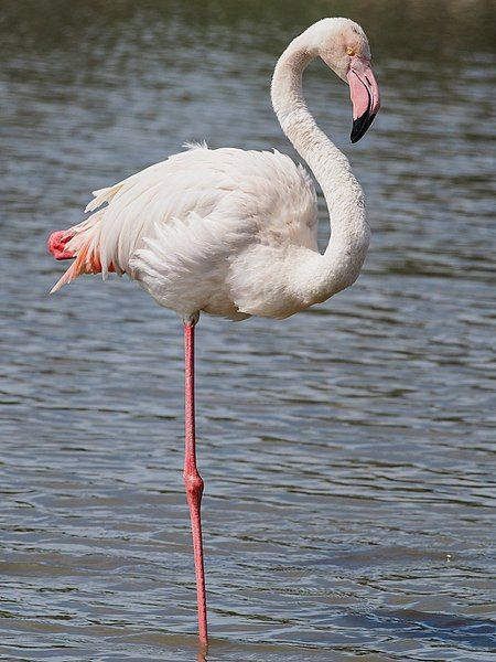 File:Greater Flamingo (19343377265).jpg