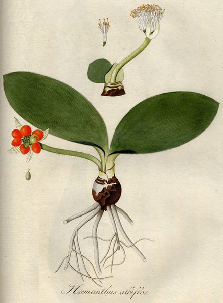 File:Haemanthus albiflos03.jpg