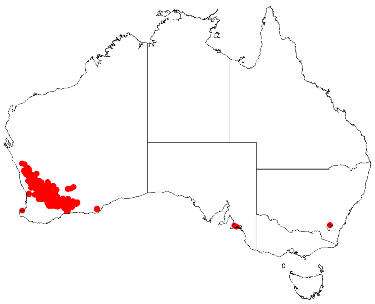 File:Hakea scopariaDistMap125.png